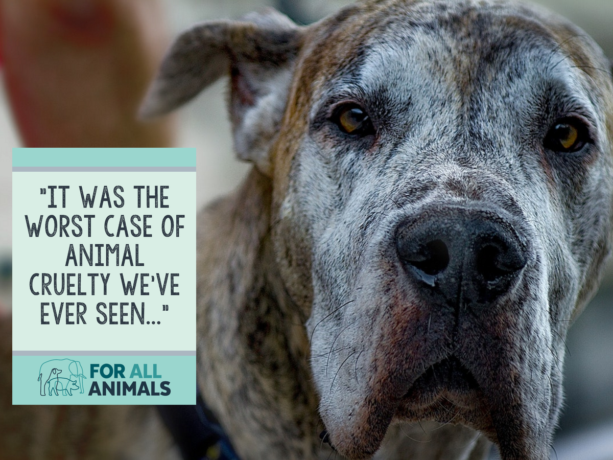 It was the worst case of animal cruelty we've ever seen…” -